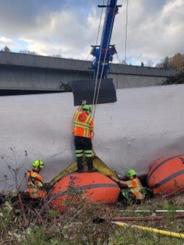 Mushrooms Saved with this Accident Recovery